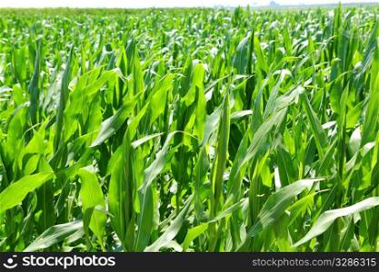 agriculture corn plants field green plantation texture