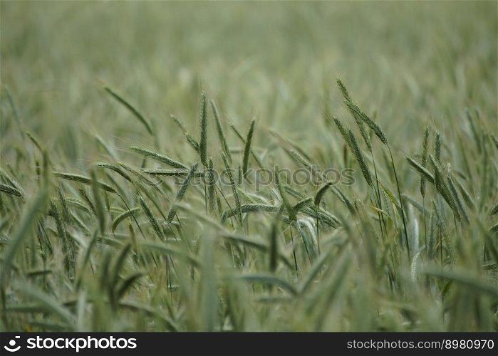 agriculture cornfield field rye