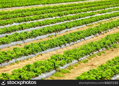 Agriculture farm of strawberry field