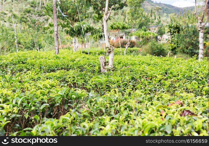 agriculture, farming and nature concept - tea plantation field on Sri Lanka
