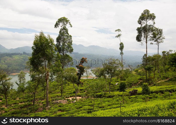 agriculture, farming and nature concept - tea plantation field on Sri Lanka