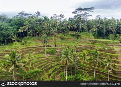 agriculture, farming and nature concept - tea plantation terrace on Sri Lanka. rice plantation terrace on Sri Lanka