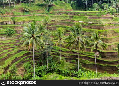 agriculture, farming and nature concept - tea plantation terrace on Sri Lanka. rice plantation terrace on Sri Lanka