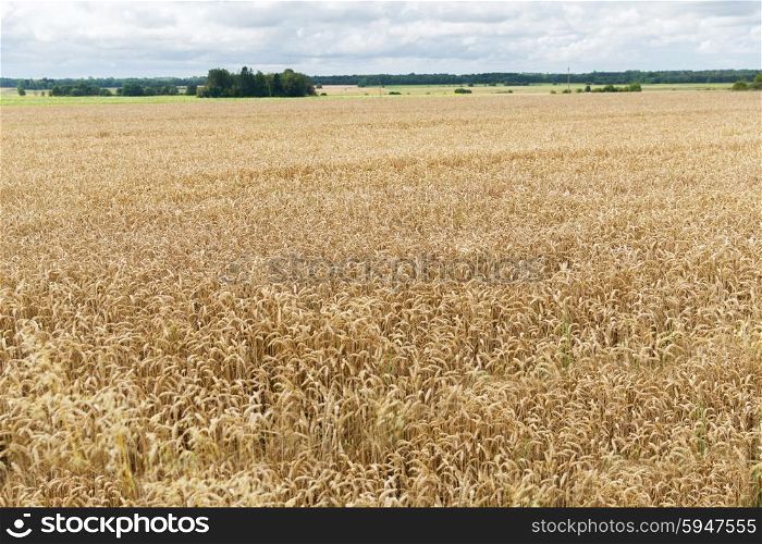 agriculture, farming, cereal and land cultivation concept - field of ripening wheat ears or rye spikes