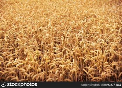 agriculture, farming, cereal , land cultivation and texture concept - field of ripening wheat ears or rye spikes
