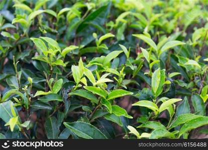 agriculture, farming, flora and nature concept - tea plantation field on Sri Lanka