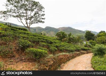 agriculture, farming, landscape and nature concept - road and tea plantation field on Sri Lanka