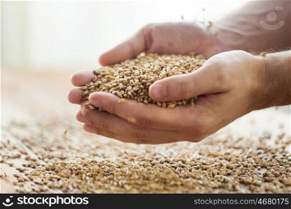 agriculture, farming, prosperity, harvest and people concept - close up of male farmers hands holding malt or cereal grains