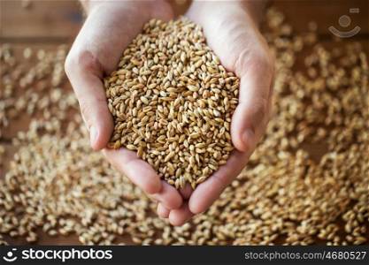 agriculture, farming, prosperity, harvest and people concept - close up of male farmers hands holding malt or cereal grains