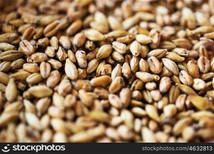 agriculture, farming, prosperity, harvest and rural economy concept - close up of malt or cereal grains