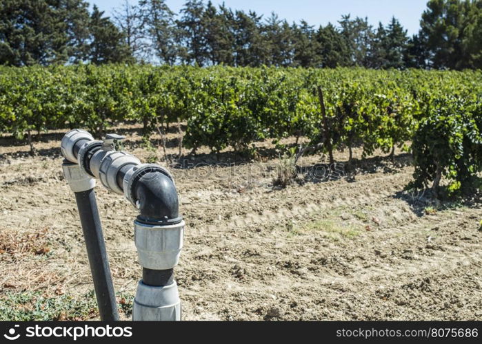 Agriculture faucet on vineyards