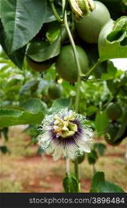 Agriculture field, passion fruit is nutrition Vietnam fruit, rich vitamin C, healthy food, creeper with full of passionfruit, beautiful flower on farm