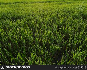 agriculture. green field of early wheat at sunset sunset sunlight movement. green grass sways in lifestyle the wind. Natural texture background, young wheat sprouts waving in wind. Harvest organic.. agriculture. green field of early wheat at sunset sunset sunlight movement. green grass sways in lifestyle the wind. Natural texture background, young wheat sprouts waving in wind. Harvest organic