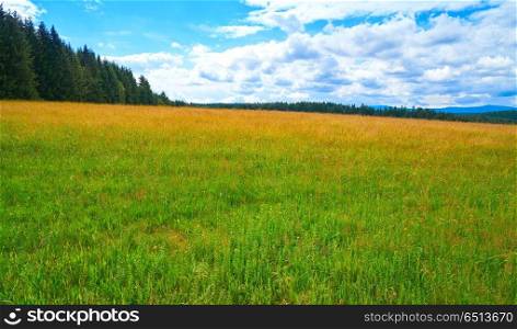 Agriculture green meadow in the Harz forest of Germany. Green meadow in Harz forest of Germany