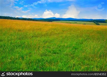 Agriculture green meadow in the Harz forest of Germany. Green meadow in Harz forest of Germany