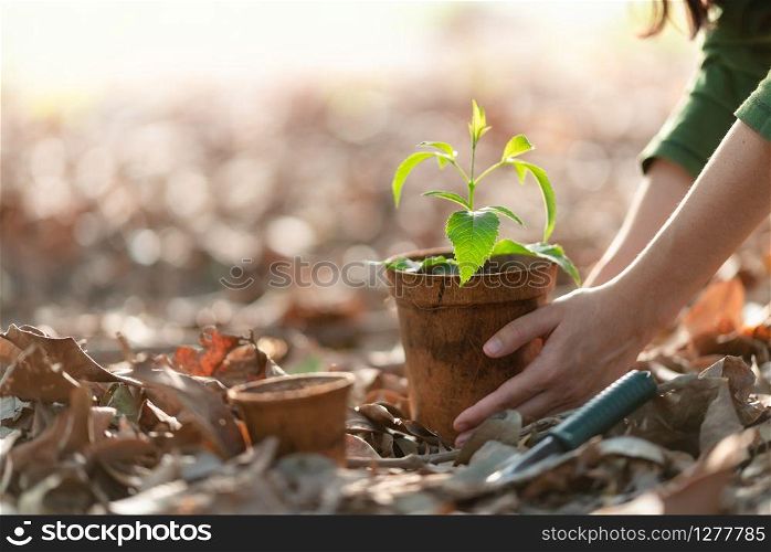 Agriculture. Growing plants. Plant seedling. Hand nurturing young baby plants