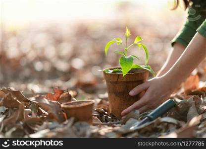 Agriculture. Growing plants. Plant seedling. Hand nurturing young baby plants