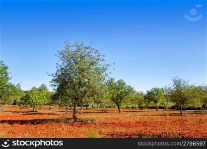 Agriculture in Ibiza island mixed fig trees almond and carob tree