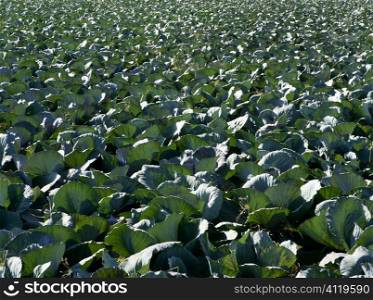 Agriculture in Spain, cabbage cultivation