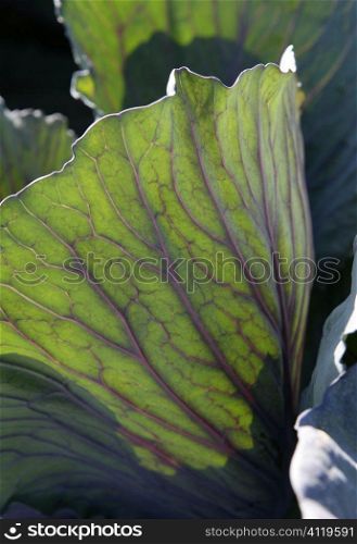 Agriculture in Spain, cabbage leaf macro detail