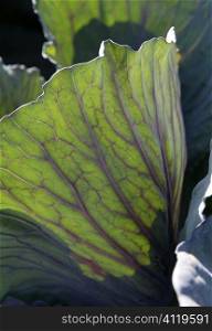 Agriculture in Spain, cabbage leaf macro detail