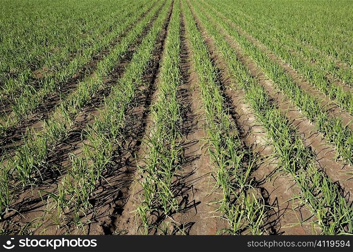Agriculture in Spain, onion fields