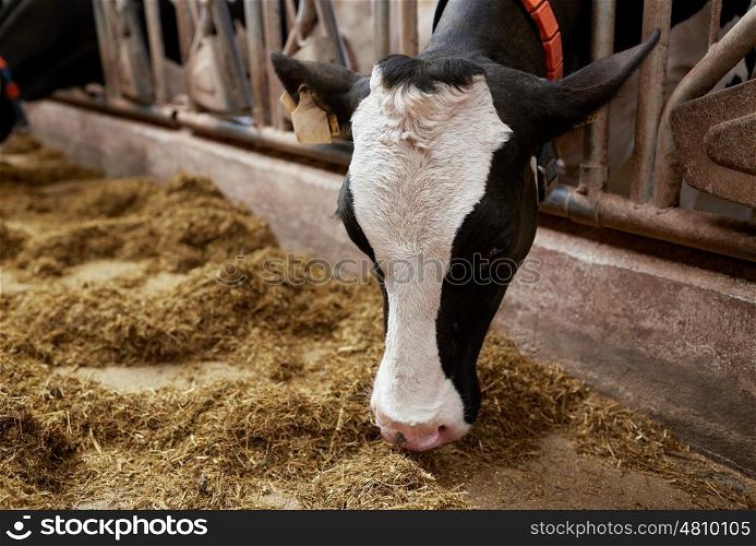 agriculture industry, farming and animal husbandry concept - cow eating hay in cowshed on dairy farm