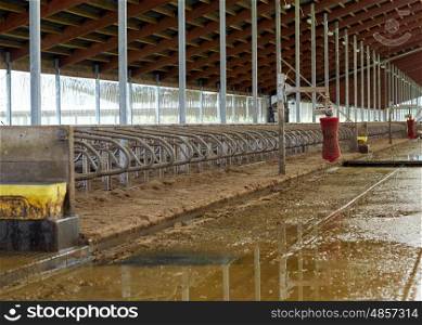agriculture industry, farming and animal husbandry concept - cowshed stable on dairy farm