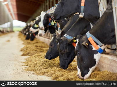 agriculture industry, farming and animal husbandry concept - herd of cows eating hay in cowshed on dairy farm