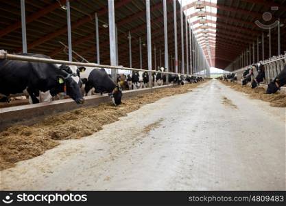 agriculture industry, farming and animal husbandry concept - herd of cows eating hay in cowshed on dairy farm