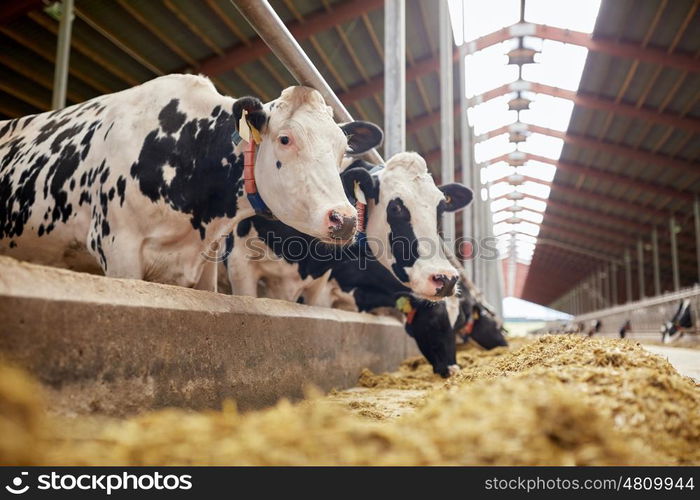 agriculture industry, farming and animal husbandry concept - herd of cows eating hay in cowshed on dairy farm