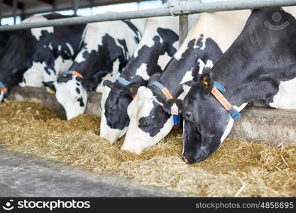 agriculture industry, farming and animal husbandry concept - herd of cows eating hay in cowshed on dairy farm