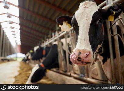 agriculture industry, farming and animal husbandry concept - herd of cows eating hay in cowshed on dairy farm