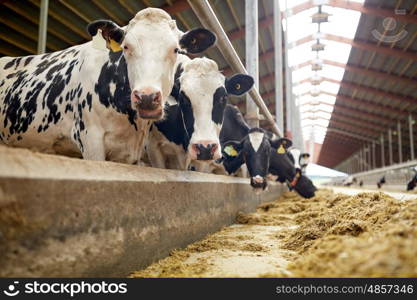 agriculture industry, farming and animal husbandry concept - herd of cows eating hay in cowshed on dairy farm