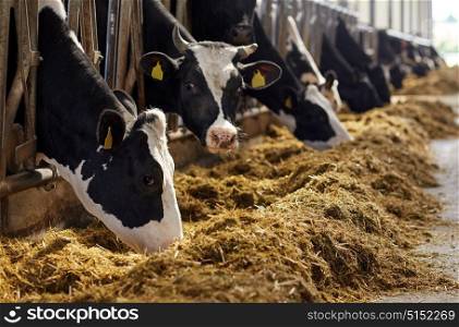 agriculture industry, farming and animal husbandry concept - herd of cows eating hay in cowshed on dairy farm. herd of cows eating hay in cowshed on dairy farm