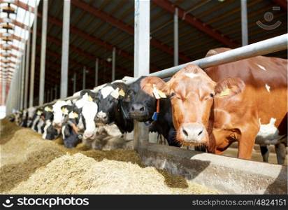 agriculture industry, farming and animal husbandry concept - herd of cows in cowshed on dairy farm