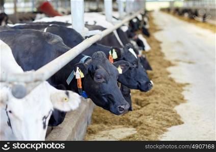 agriculture industry, farming and animal husbandry concept - herd of cows in cowshed on dairy farm. herd of cows in cowshed on dairy farm