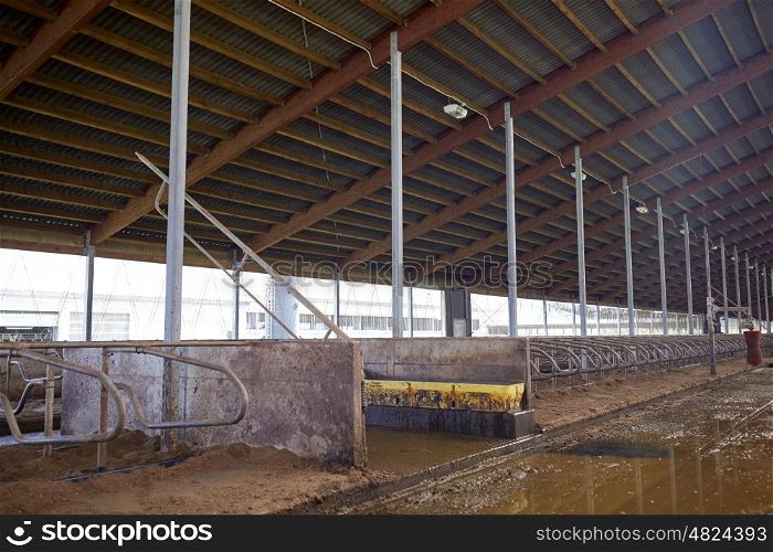 agriculture industry, farming and animal husbandry concept - livestock cowshed stable on dairy farm