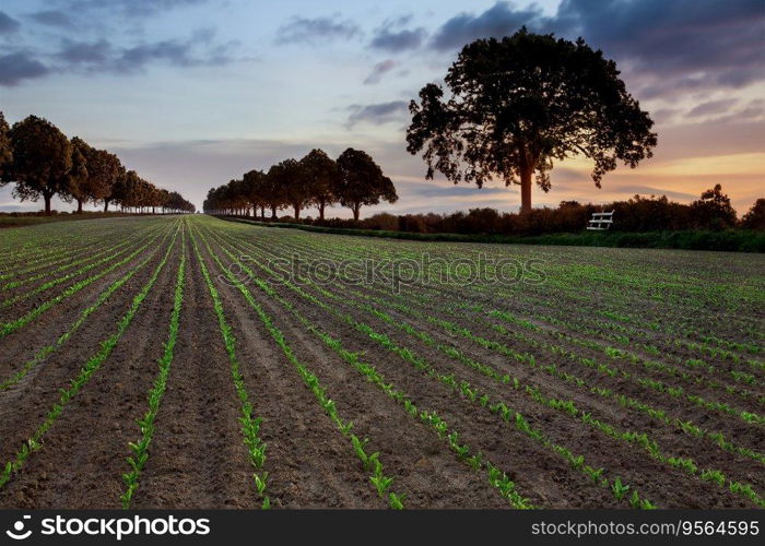 Agriculture - New growth in arable farmland in North Yorkshire in the United Kingdom.