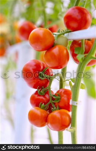 Agriculture of fresh ripe red and yellow tomatoes plantation growth in organic greenhouse garden ready to harvest.