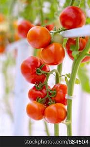 Agriculture of fresh ripe red and yellow tomatoes plantation growth in organic greenhouse garden ready to harvest.