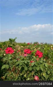 Agriculture of rose ornamental flowers field