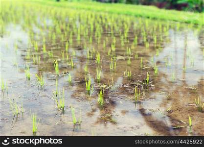 agriculture, planting and farming concept - rice field at plantation in asia