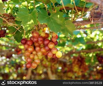 Agriculture product at Phan Rang vineyard, Vietnam, vine plant with bunch of ripe red grape, green leaf in garden, this fruit very nutrition, rich vintamin, healthy and is raw to make wine