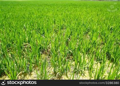 Agriculture rice cereal field perspective in spain Valencia