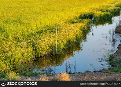 agriculture rice fields in comporta alentejo Portugal