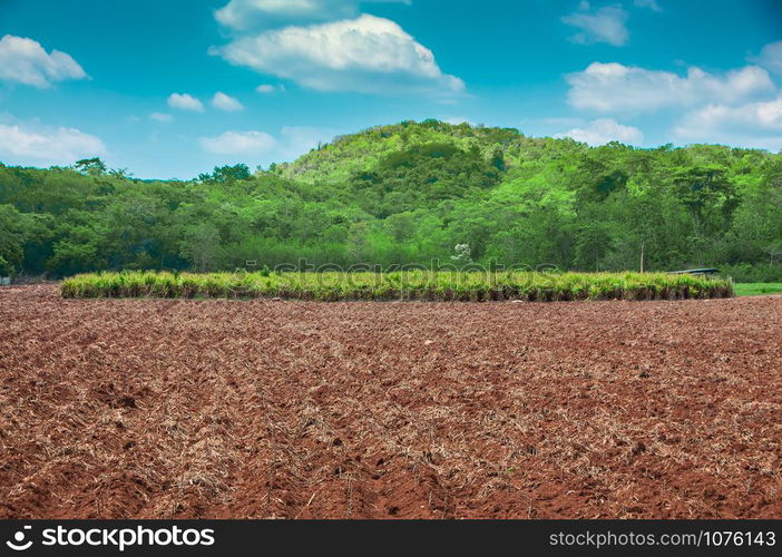 Agriculture sugarcane field farm with mountain and blue sky