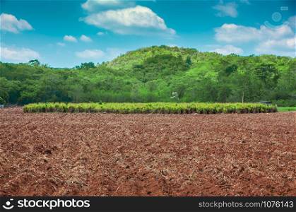 Agriculture sugarcane field farm with mountain and blue sky
