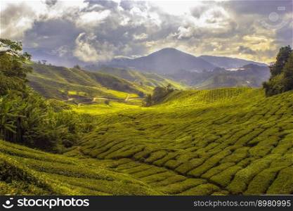 agriculture tea plantation cropland