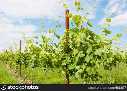 Agriculture, vineyard in spring and blue sky with clouds